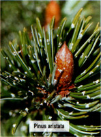 Pinus aristata