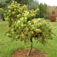 Pinus banksiana