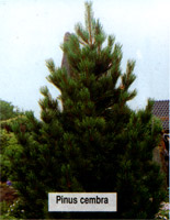 Pinus cembra