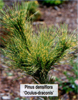 Pinus densiflora Oculus-draconis