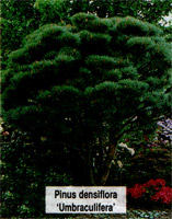 Pinus densiflora Umbraculifera