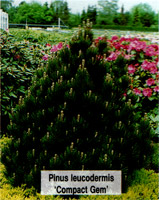 Pinus leucodermis Compact Gem