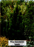 Pinus leucodermis Satellit