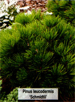 Pinus leucodermis Schmidtii