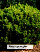 Pinus mugo Mughus