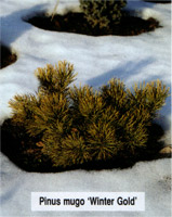 Pinus mugo Winter Gold