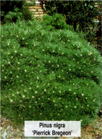 Pinus nigra Pierrick Bregeon (nigra Brepo)
