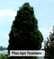 Сосна черная Пирамидалис