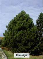 Pinus nigra