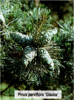 Pinus parviflora Glauca