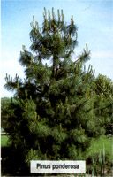 Pinus ponderosa