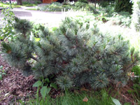 Pinus pumila