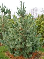 Pinus strobus