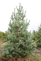 Pinus sylvestris Glauca