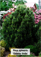 Pinus sylvestris Globosa Viridis