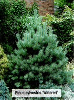 Pinus sylvestris Watereri