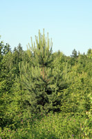 Pinus sylvestris