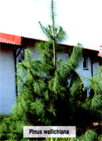 Pinus wallichiana (Griffithii)