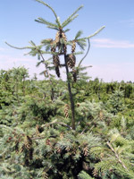 Pseudotsuga Menziesii