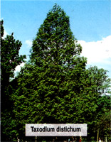 Taxodium distichum