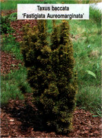 Taxus baccata Fastigiata Aureomarginata