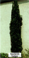 Taxus baccata Fastigiata