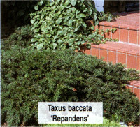 Taxus baccata Repandens