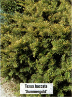 Taxus baccata Summergold