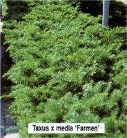 Taxus х media Farmen
