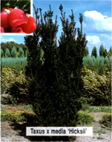 Taxus х media Hicksii