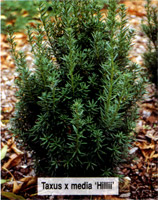 Taxus media Hillii