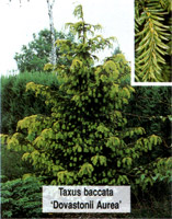 Taxus baccata Dovastonii Aurea