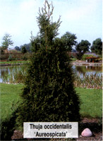 Thuja occidentalis Aureospicata