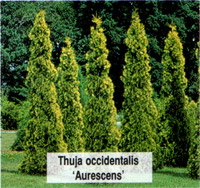 Thuja occidentalis Aurescens