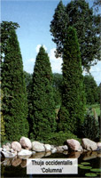 Thuja occidentalis Columna