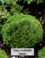 Thuja occidentalis Danica