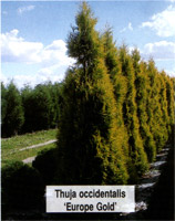 Thuja occidentalis Europe Gold