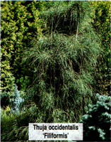 Thuja occidentalis Filiformis