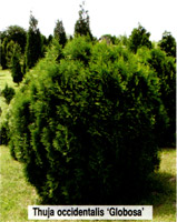 Thuja occidentalis Globosa