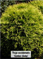 Thuja occidentalis Golden Globe