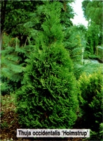 Thuja occidentalis Holmstrup