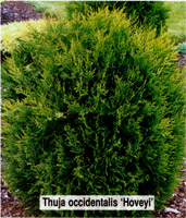 Thuja occidentalis Hoveyi