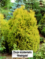 Thuja occidentalis Rheingold