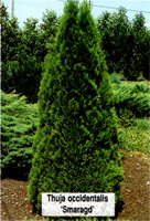 Thuja occidentalis Smaragd