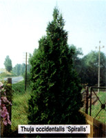 Thuja occidentalis Spiralis