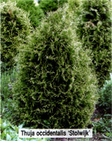 Thuja occidentalis Stolwijk