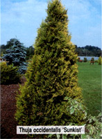 Thuja occidentalis Sunkist