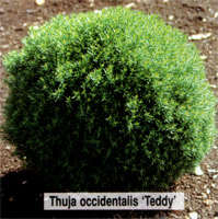 Thuja occidentalis Teddy