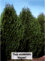 Thuja occidentalis Wagneri