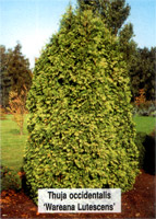 Thuja occidentalis Wareana Lutescens